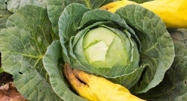 Kdy je nutné otrhat spodní listy zelí a kdy ne?